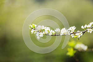 Plum flower in the forest