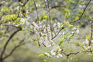 Plum flower in the forest