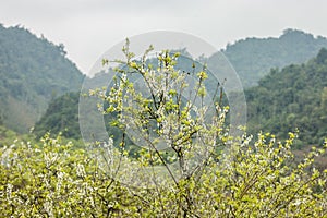 Plum flower in the forest