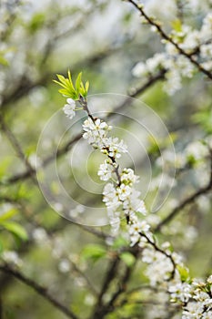 Plum flower in the forest