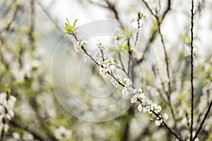 Plum flower in the forest