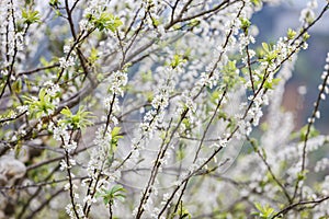 Plum flower in the forest