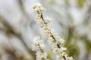 Plum flower in the forest