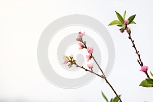 Plum flower with isolate white sky.