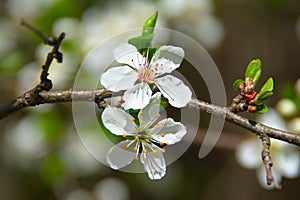 Plum flower in spring