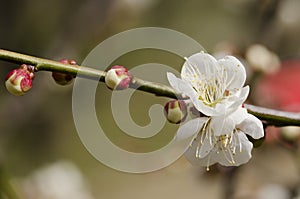 Plum flowers