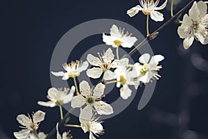 Plum flowers