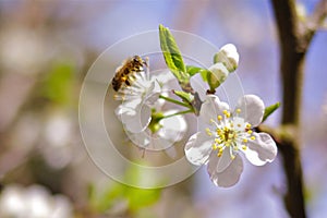 Plum Flowers