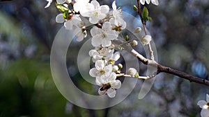 Plum Flowers & bees, spring time in north Italy