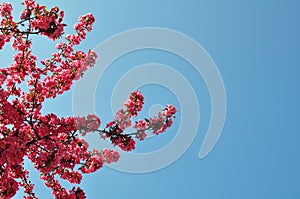 Plum Flowers and Blue Sky