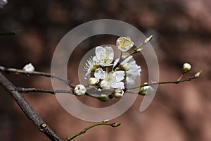 Plum flowers-Novaci-Romania 240