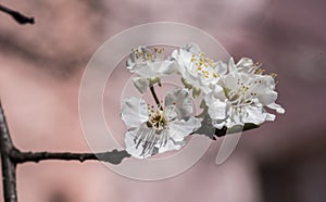 Plum flowers-Novaci-Romania 243