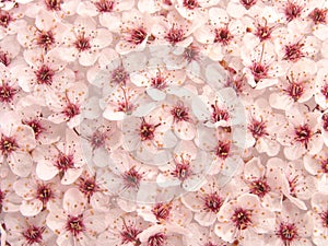 Plum Flowers Pattern II