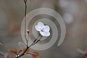 Plum flowers