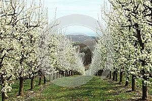 Plum flowers in a row