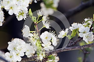Plum flowers in spring, cherry blossoms
