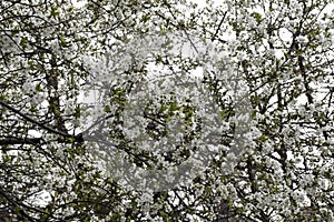 Plum flowers-Targu-jiu 120