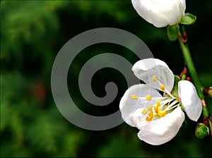 Plum flowers