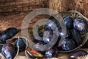 Plum. Fresh plum. Harvest. fresh blue plums on a dark table. Autumn harvest of plums. healthy eating concept. Food Photo