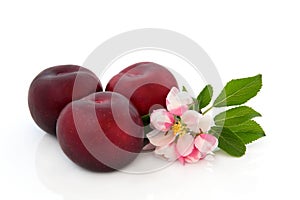 Plum Fruit and Flower Blossom