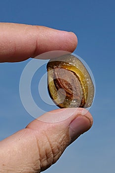 Plum fruit, latin name Prunus Domestica, sliced in a half with seed inside, held between thumb and index finger