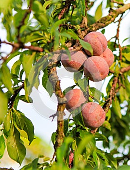 Plum fruit Moc Chau District, Son La province, Vietnam.