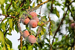 Plum fruit Moc Chau District, Son La province, Vietnam.