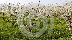 Plum fruit orchard small trees flowering in spring
