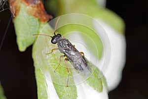 Plum fruit sawfly or black plum sawfly (Hoplocampa minuta). Larvae bore in the unripe fruits.