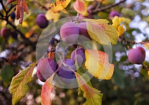 plums tree branch harvest close-up macro bokeh background outdoor garden