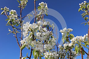 Plum Fruit Tree