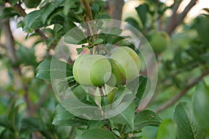 Plum fruit on plum tree,close up