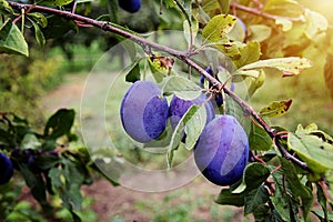 Plum Fruit on the Tree