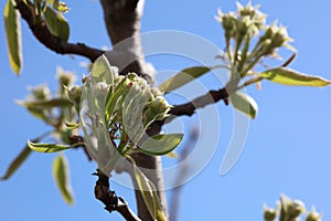 Plum Fruit Tree
