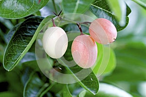 Plum fruit