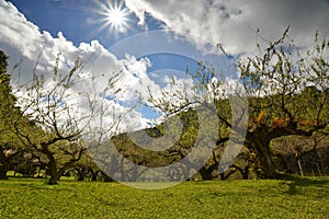 Plum garden under the blue sky