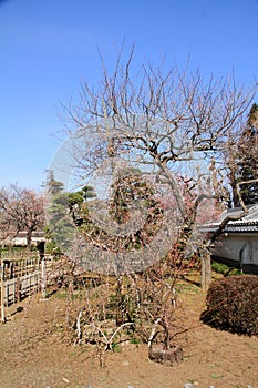 Plum grove in Kodokan, Mito, Ibaraki