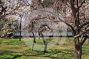 Plum grove in Kodokan, Mito, Ibaraki