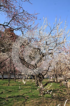 Plum grove in Kodokan, Mito, Ibaraki