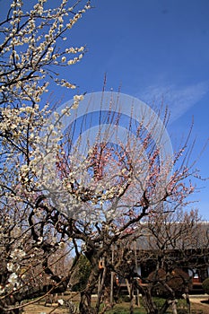 Plum grove in Kodokan, Mito, Ibaraki