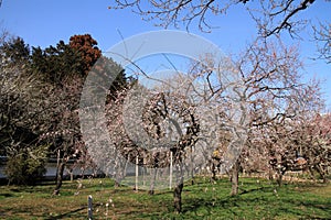 Plum grove in Kodokan, Mito, Ibaraki