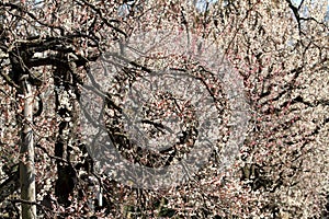 Plum grove in Kodokan, Mito, Ibaraki photo