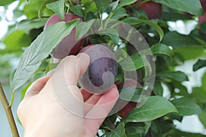 Plum growing on a tree in the garden.