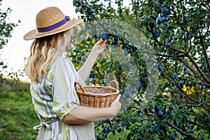 Plum harvest. Woman farmer with hat picking ripe plums into wicker basket