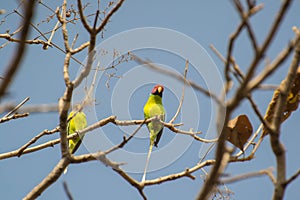 Plum-headed Parakeet on bare tree branch