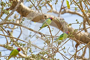 Plum-headed Parakeet Males Flock