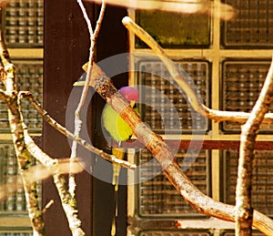 The plum headed parakeet, Psittacula cyanocephala, is a parakeet in the family Psittacidae photo