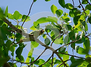 Plum-headed Parakeet Psittacula cyanocephala perching on the green tree branch