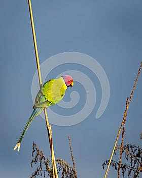 Plum headed parakeet or Psittacula cyanocephala portrait perched during outdoor wildlife safari at forest of central india asia