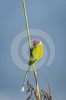 Plum headed parakeet or Psittacula cyanocephala portrait perched during outdoor wildlife safari at forest of central india asia